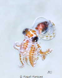 Baby Octopus 
Octopus Larval stage 
Bonfire diving by Magali Marquez 